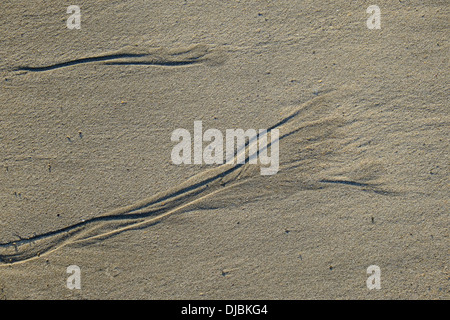 Nahaufnahme von Bächen bei Ebbe an einem Sandstrand. South Devon, Großbritannien Stockfoto