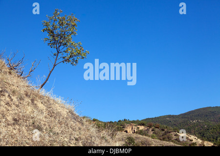 Stob Pyramiden Felsformationen im Rila-Gebirge, Bulgarien. Stockfoto