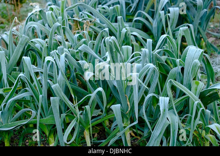 Früh morgens Frost auf Lauch im Küchengarten im Winter. South Devon. VEREINIGTES KÖNIGREICH Stockfoto