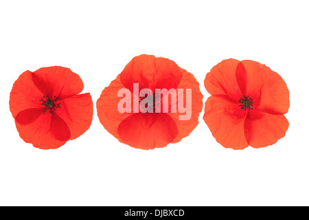 Drei rote Klatschmohn Blumen in einer Linie, die isoliert auf weißem Hintergrund mit geringen Schärfentiefe angeordnet. Stockfoto