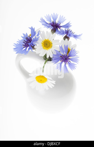 Kleine weiße Porzellanvase mit Anordnung der blauen Kornblumen und weiße Kamillenblüten isoliert auf weißem Hintergrund. Stockfoto