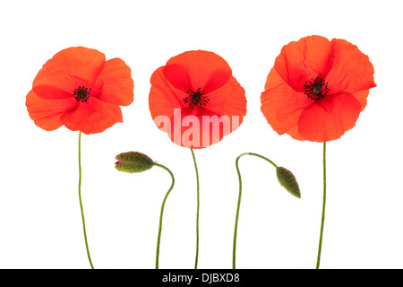 Roter Klatschmohn und Blütenknospen isoliert auf weißem Hintergrund mit geringen Schärfentiefe hintereinander angeordnet. Stockfoto