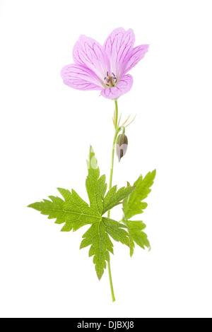 Rosa Storchschnabel Blüten isoliert auf weißem Hintergrund mit geringen Schärfentiefe Stockfoto