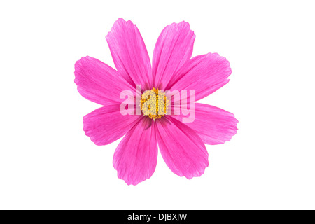 Cerise Pink Cosmos Blume isoliert auf weißem Hintergrund mit flachen Schärfentiefe und soft-Fokus die Blütenblätter der Blume Stockfoto