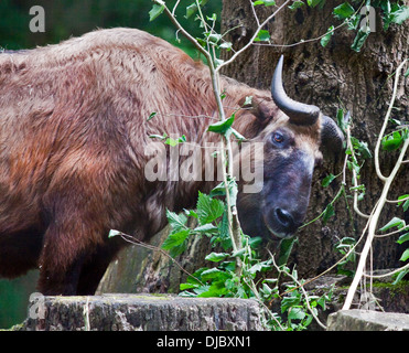 Tibetische Takin (Budorcas Taxicolor) ernähren sich von Zweigen Stockfoto