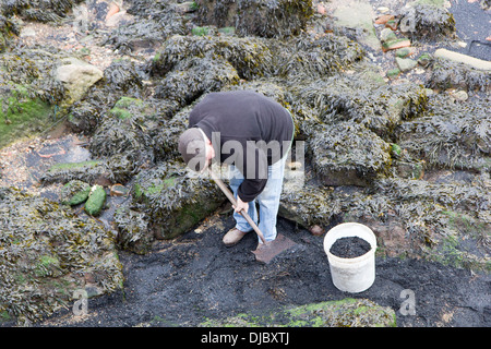 Ein Kohlendampfer Graben für Kohle an der nordöstlichen Küste, England bei Hartlepool Stockfoto