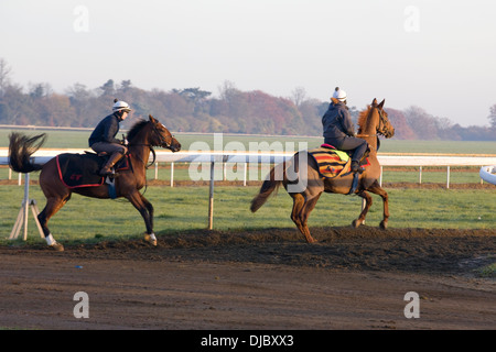 Pferde im Galopp in Newmarket Stockfoto