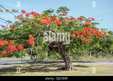 Ein Royal Poinciana oder extravaganten Baum, Delonix Regis Fabeceae blühen auf der Insel St. Croix, Amerikanische Jungferninseln. Stockfoto