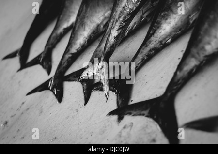 Fischschwänze auf dem Display an Deiras Fish Market. Dubai, Vereinigte Arabische Emirate. Stockfoto