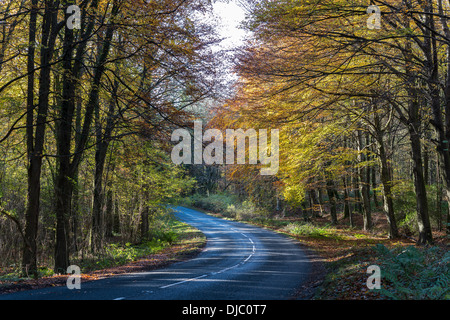 Biegen Sie in die Straße im Tidenham Chase, Wald des Dekans, Gloucestershire England UK mit abgefallenen Blättern Stockfoto