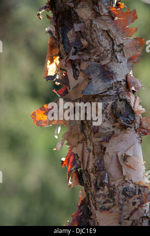 BETULA NIGRA KLEINER KÖNIG Stockfoto