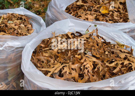 Große, überquellenden Mülleimer Taschen voll von bis raked Eiche Blätter im Herbst Stockfoto