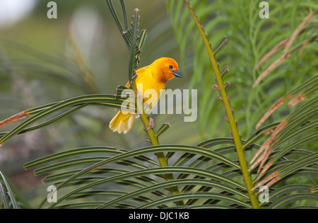 Goldene Weaver Vogel Ploceus Subaureus ruht auf Palm verlässt Mombasa Kenia Stockfoto