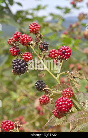 Eine bunte Gruppe von Berg Brombeeren Reifen mit den Bergen im Hintergrund Stockfoto