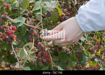 Einer jungen Frau, von Hand gepflückt reife Brombeeren aus einer Frucht bedeckt Bush im Sommer Stockfoto