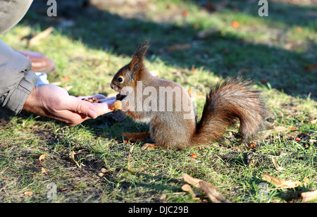 Verzehr von Nüssen mit Händen Eichhörnchen Stockfoto