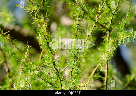 Nahaufnahme der europäischen Lärche, larix decidua im warmen Sonnenlicht Stockfoto