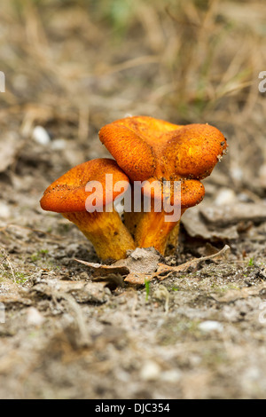 Laterne (Omphalotus Olearius) Pilz auf den Wurf Stockfoto