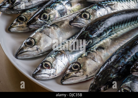 Teller mit frisch gefangenen Makrele Fisch Stockfoto