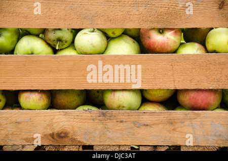 Frische organische Äpfel in einem hölzernen Kasten Stockfoto