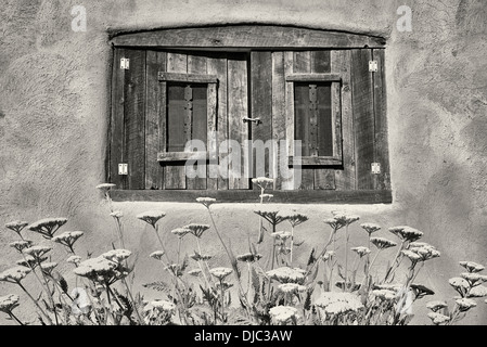 Schafgarbe Blumen im Garten mit historischen Fenster in Adobe-Haus. Taos, New Mexiko. Stockfoto