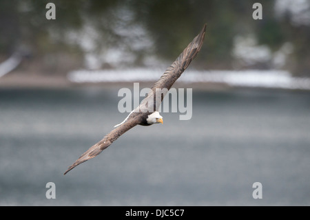 Ein Erwachsener Weißkopf-Seeadler (Haliaeetus Leucocephalus) überfliegt ein Idaho-See im Winter, Idaho Stockfoto