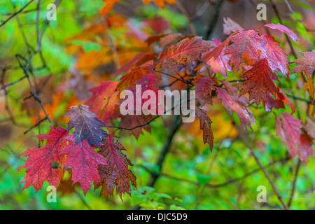 Foto eines Clusters von Red Oak fährt vor natürlichen grünen Hintergrund jedoch unscharf. Stockfoto