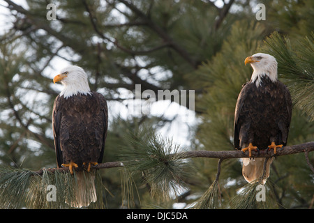 Ein paar der Weißkopf-Seeadler (Haliaeetus Leucocephalus) thront auf einem Bein einer Pinie, Idaho Stockfoto