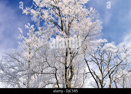Deutschland, Natur Park Odenwald: Bäume mit weißen Raureif am Katzenbuckel Berg nach dem ersten Schnee fallen Stockfoto