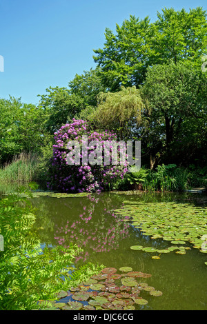 Seerosenteich in der Nähe von Wigan in lancashire Stockfoto