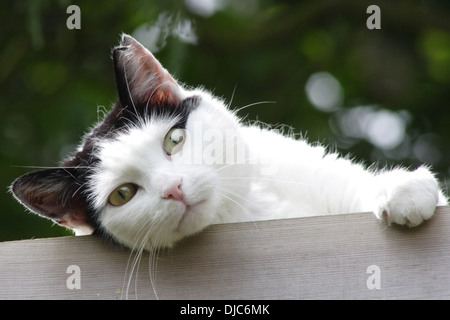 Schwarze und weiße Hauskatze Shed-Dach, spähte über Rand auflegen. Britisch, England. Stockfoto