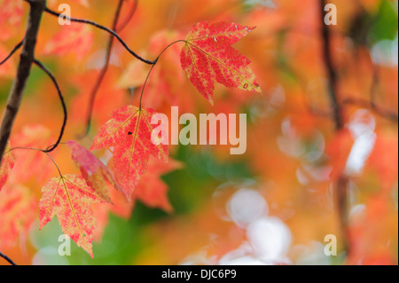 Photograph of red maple leaves against a natural blurred orange background. Stockfoto