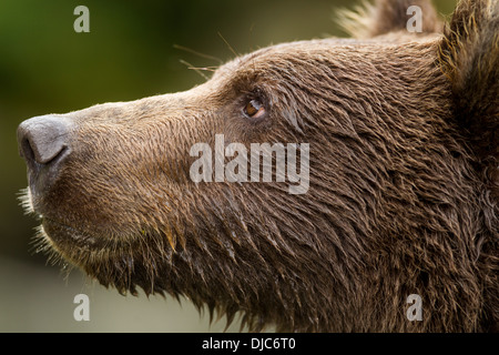 USA, Alaska, Katmai Nationalpark, Nahaufnahme von Coastal Brown Bear Cub (Ursus Arctos) Kuliak Bucht entlang Stockfoto