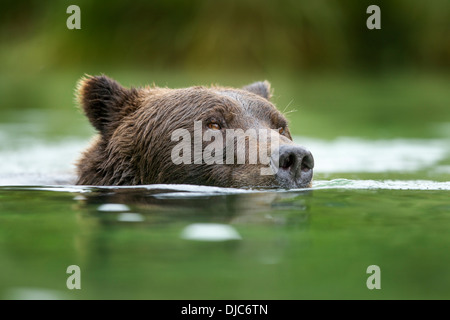 USA, Alaska, Katmai Nationalpark, Coastal Braunbär (Ursus Arctos) über Lachs laichen Stream Kuliak Bucht entlang schwimmen Stockfoto