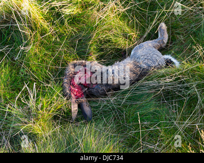 Einen Toten Wildkaninchen Oryctolagus Cuniculus liegen auf dem Rasen, die teilweise von einem unbekannten kleinen Fleischfresser gegessen Stockfoto