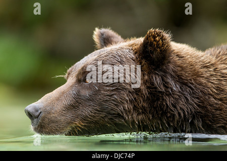 USA, Alaska, Katmai Nationalpark, Coastal Braunbär (Ursus Arctos) über Lachs laichen Stream Kuliak Bucht entlang schwimmen Stockfoto