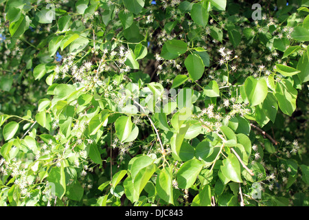 Blühenden Baum von Birne und grünen Blättern Stockfoto