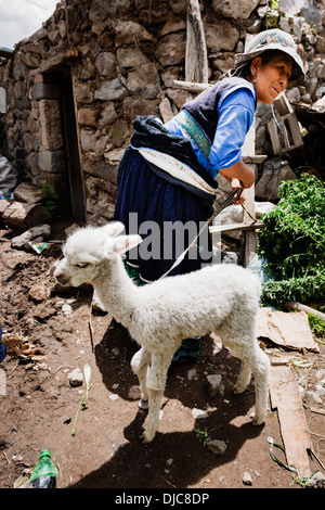 Ein Dorfbewohner Angeberei ihr Baby Lama in Maca Dorf im Colca Tal nördlich von Arequipa, Peru. Stockfoto