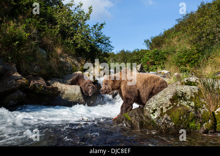 USA, Alaska, Katmai Nationalpark, Angeln auf Lachs laichen Stream Coastal Braunbären (Ursus Arctos) in der Nähe von Kaflia Bay Stockfoto