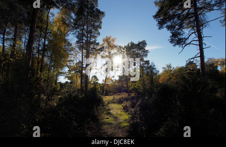 Burnham Beeches Wald im Herbst in Buckinghamshire, England Stockfoto