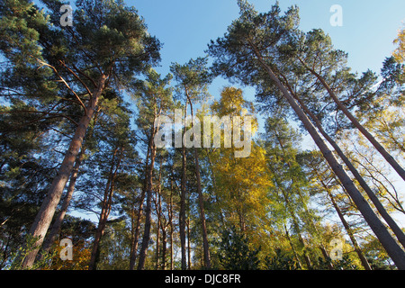 Burnham Beeches Wald im Herbst in Buckinghamshire, England Stockfoto