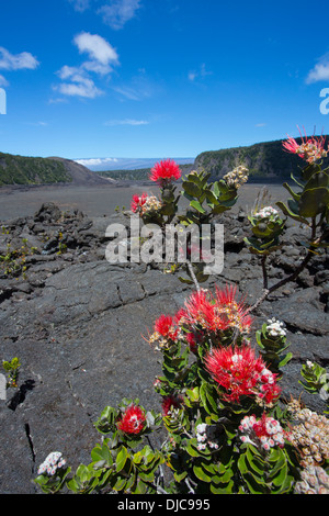 Ohia Baum, Lehua Blossom, Kilauea Iki, HVNP, Kilauea-Vulkan, Big Island von Hawaii Stockfoto