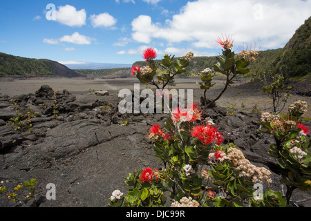 Ohia Baum, Lehua Blossom, Kilauea Iki, HVNP, Kilauea-Vulkan, Big Island von Hawaii Stockfoto