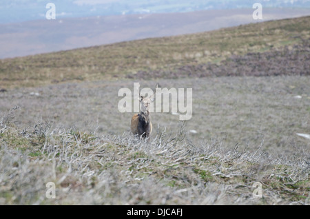 Rothirsch in Wicklow, Irland Stockfoto