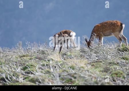 Rothirsch in Wicklow, Irland Stockfoto