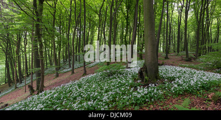 Ramsoms in Buchenwald, Deutschland Stockfoto