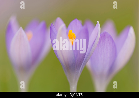 blaue Krokusse, Deutschland Stockfoto