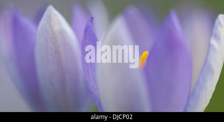 blaue Krokusse, Deutschland Stockfoto