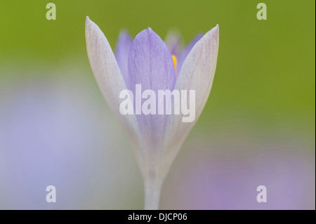 blaue Krokusse, Deutschland Stockfoto