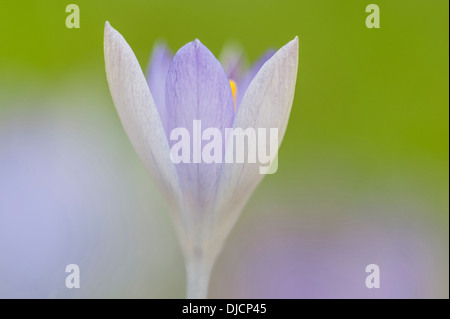 blaue Krokusse, Deutschland Stockfoto